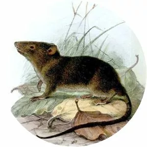 Paucituberculata