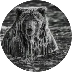 Paul Nicklen - Canadian photographer