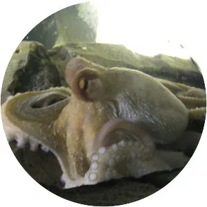 Paul the Octopus