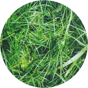 Pauseland - Musical group