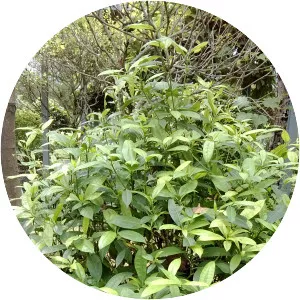 Pavetta indica - 