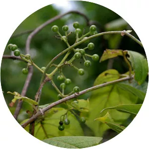 Pavetta tomentosa - Plants
