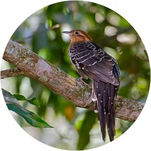 Pavonine cuckoo