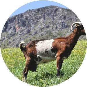Payoya goat