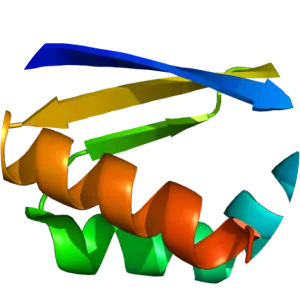 PCBP1 - Protein