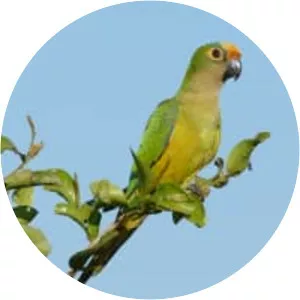 Peach-fronted parakeet