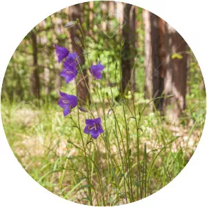 Peach-leaved bellflower