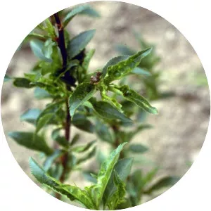 Peach rosette mosaic virus