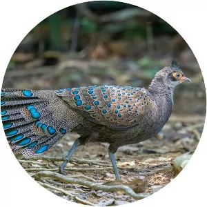 Peacock-pheasant - Birds