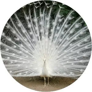 Peafowl
