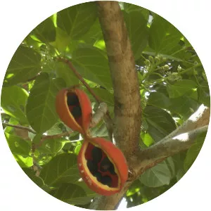 Peanut Tree - Plants