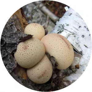 Pear-shaped puffball
