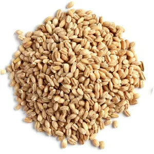 Pearl barley photograph