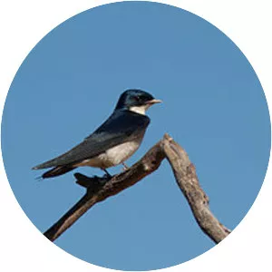 Pearl-breasted swallow - Bird