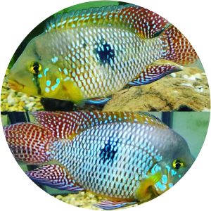Pearl cichlid photograph