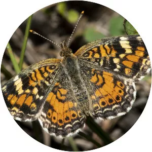 Pearl crescent