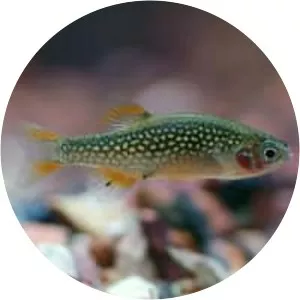 Pearl danio