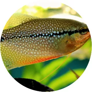 Pearl gourami