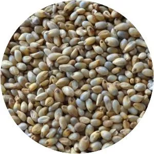 Pearl millet