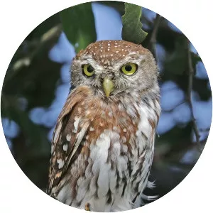 Pearl-spotted owlet - Bird