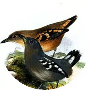 Pearly antshrike - Bird