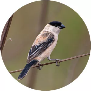 Pearly-bellied seedeater