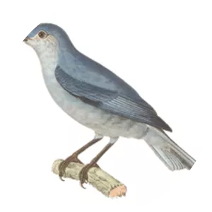 Pearly-breasted conebill