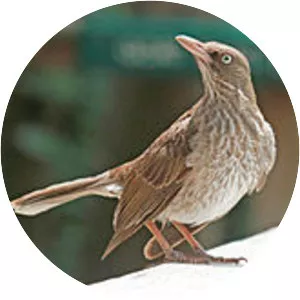Pearly-eyed thrasher - Bird