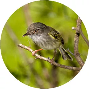 Pearly-vented tody-tyrant - Bird