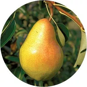 pears band