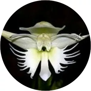 Pecteilis gigantea - 