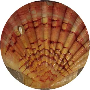 Pecten jacobaeus