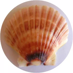 Pecten novaezelandiae
