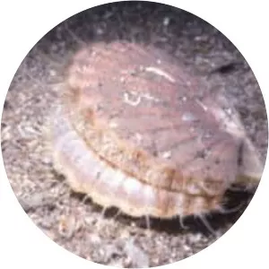 Pecten