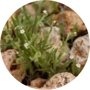 Pectocarya recurvata - Plants