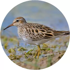 Pectoral sandpiper