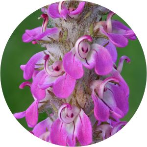 Pedicularis attollens