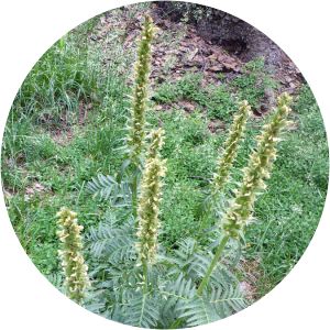 Pedicularis bracteosa - 
