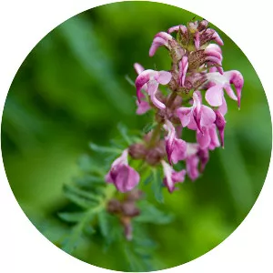 Pedicularis japonica - 