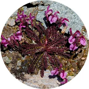 Pedicularis kerneri - 