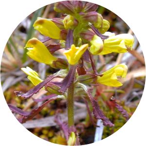 Pedicularis labradorica - 