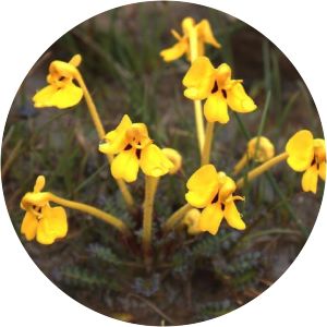 Pedicularis longiflora