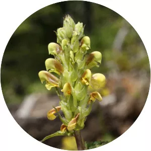 Pedicularis