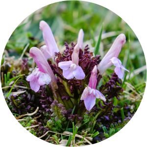 Pedicularis sylvatica