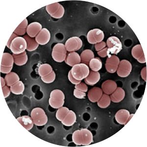 Pediococcus