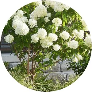 PeeGee hydrangea photograph
