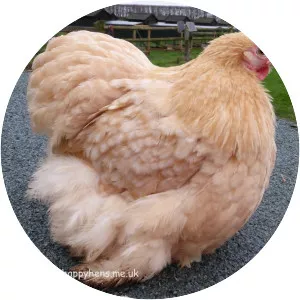 Pekin chicken