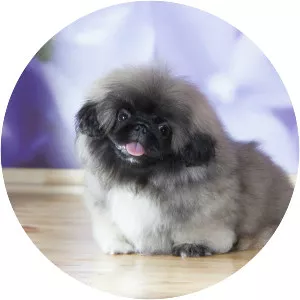 Pekingese