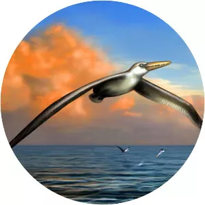 Pelagornis sandersi (Pelagornis Sandersi)