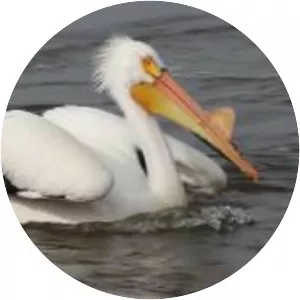 Pelican Feeding - 